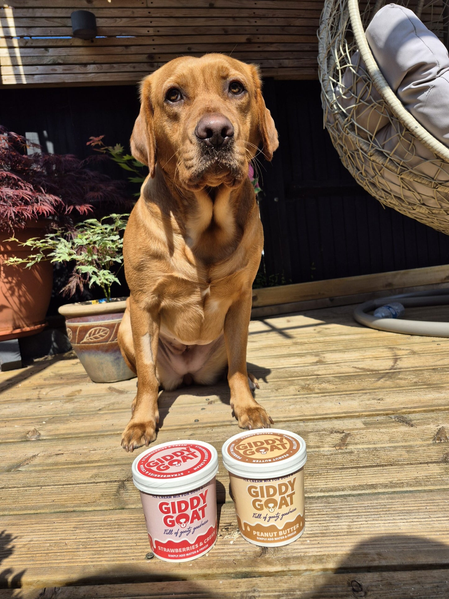 Giddy Goat Ice Cream Mix