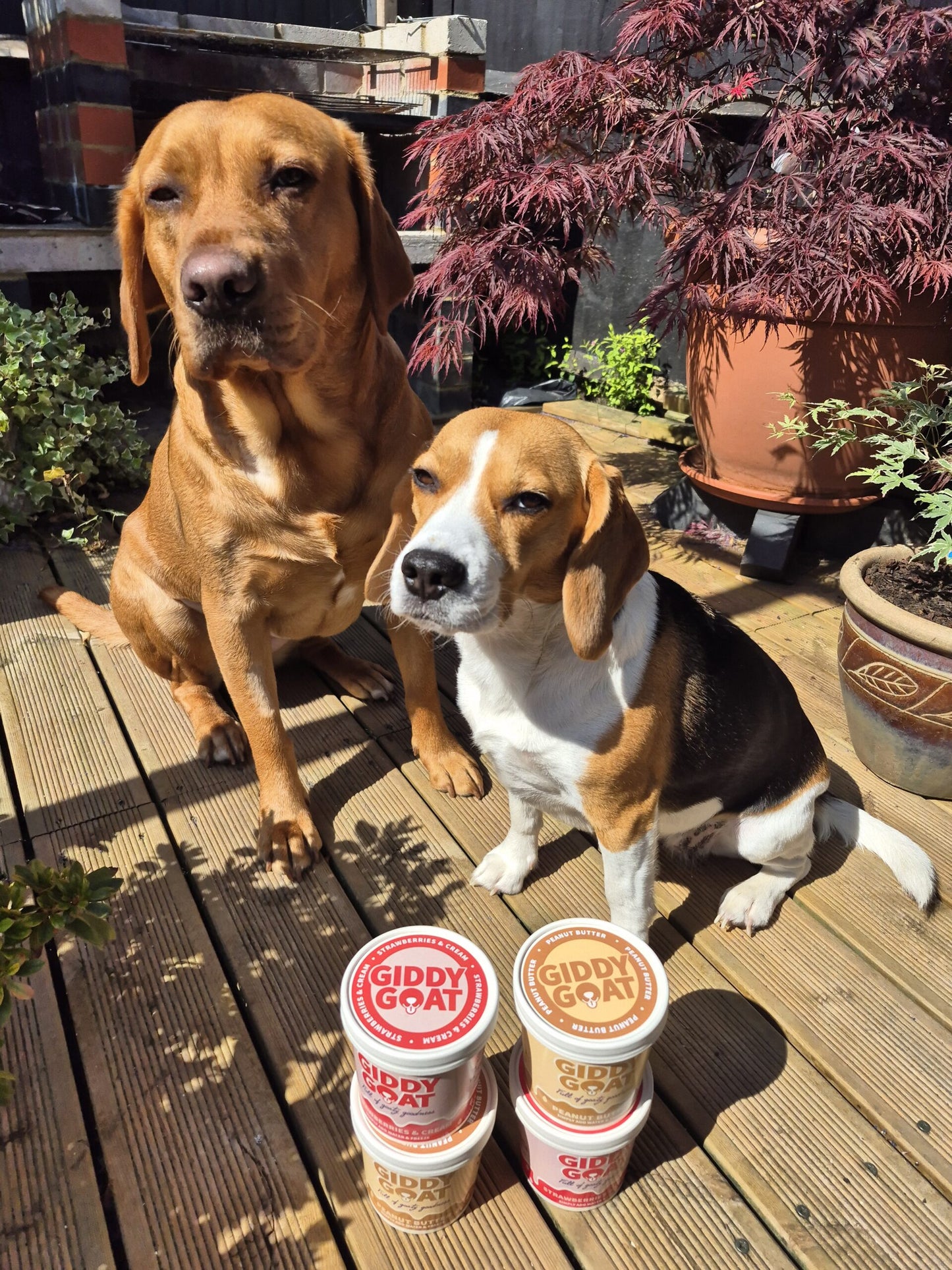 Giddy Goat Ice Cream Mix