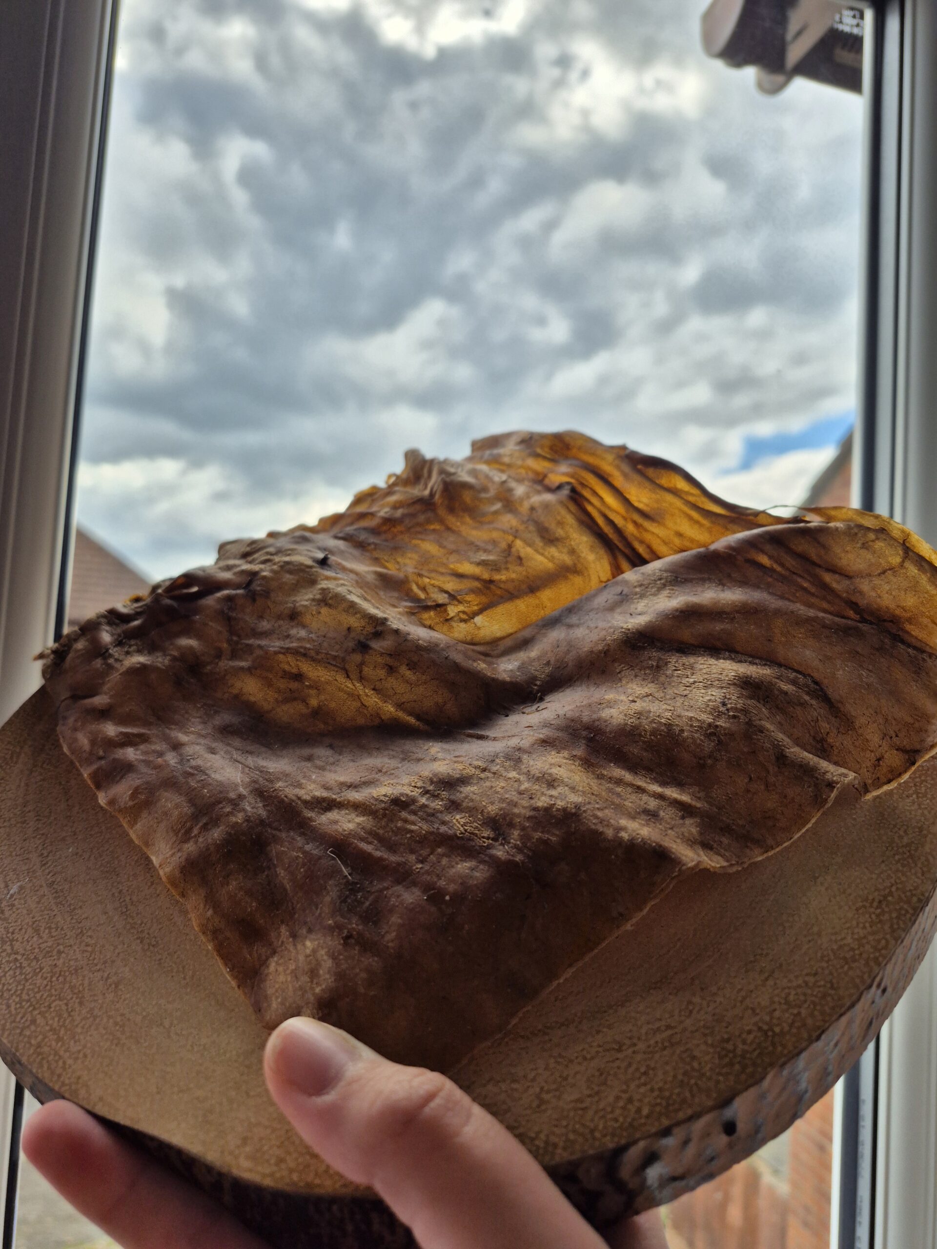 Goat Skin Plate - Image 2