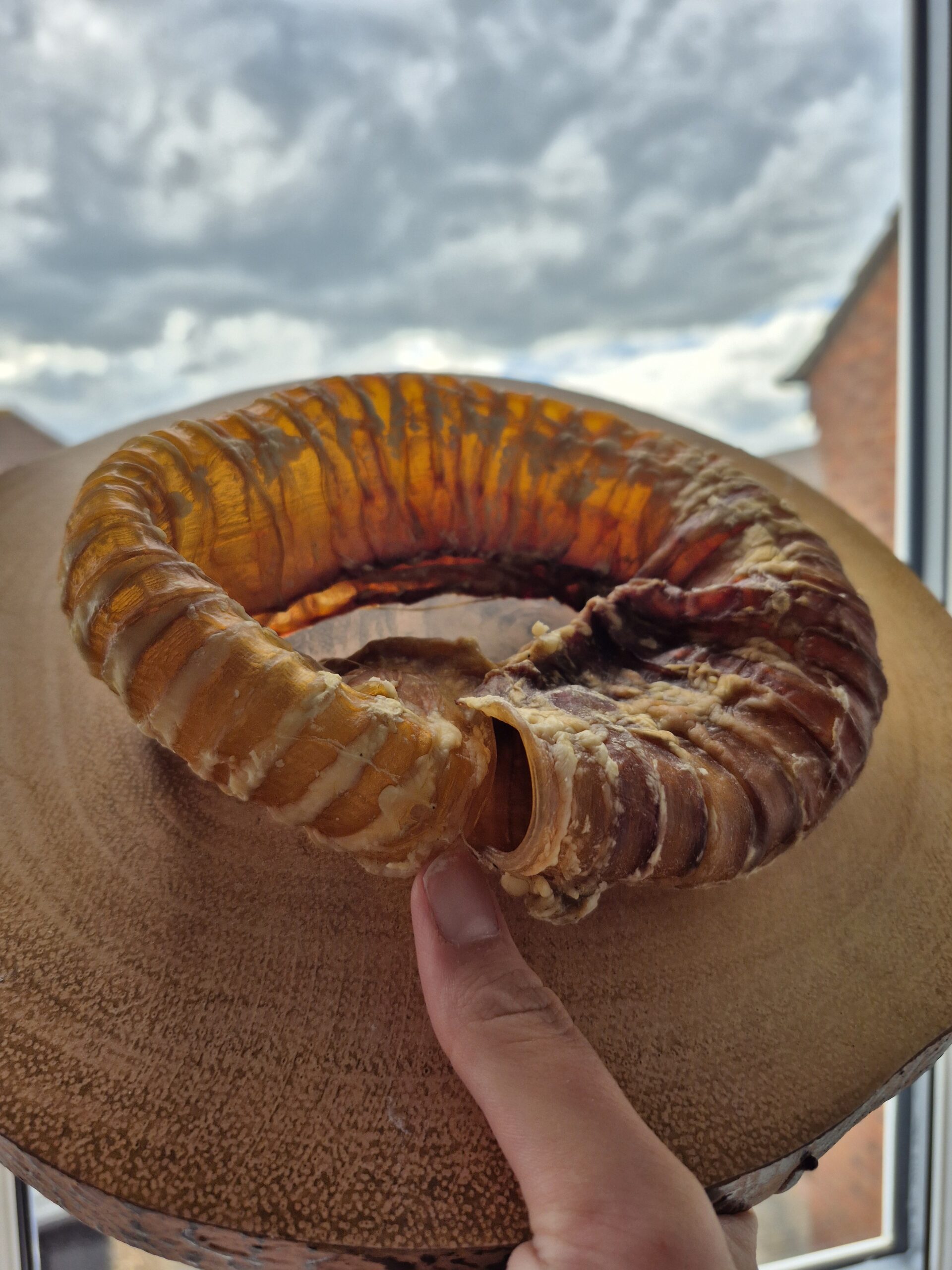 Trachea Ring - Image 2
