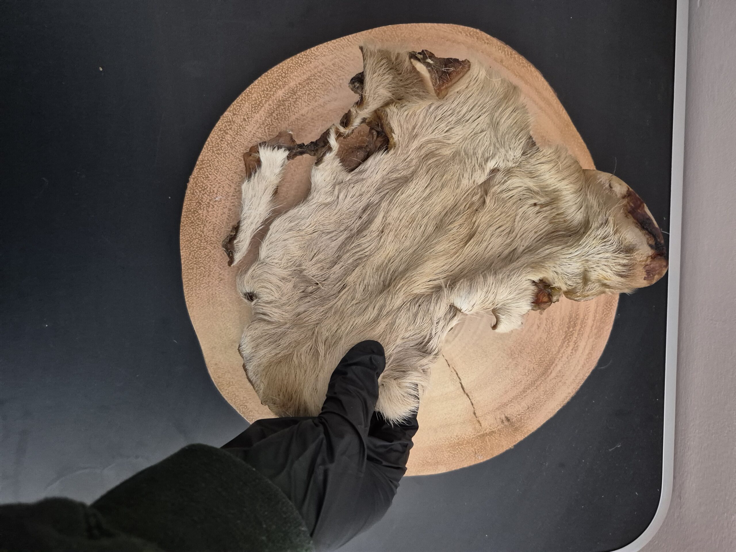 XL Hairy Beef Skin