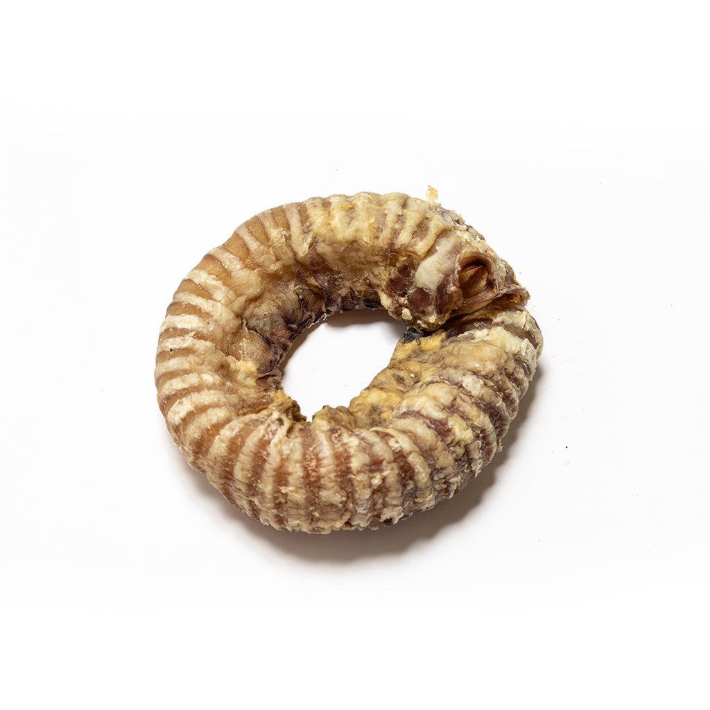 Trachea Ring